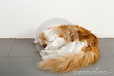 Lovely brown Persian cat sleep on the floor in a coffee shop Stock Photo