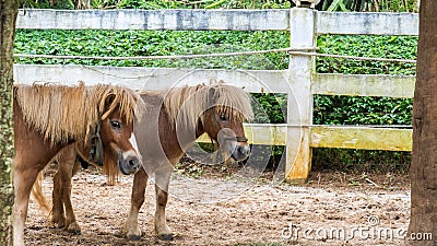 Lovely Brown Pony Couple Stand Together under The Big Tree Stock Photo