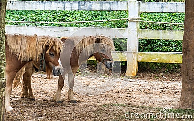 Lovely Brown Pony Couple Stand Together under The Big Tree Stock Photo