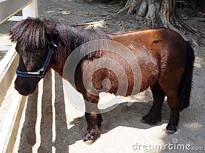 A Lovely Brown Pony Standing on the Ground Stock Photo