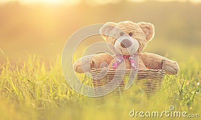 Lovely brown teddy bear in rattan basket on green field with len Stock Photo