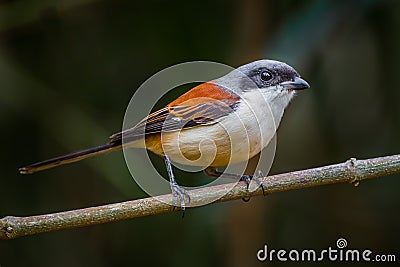 Lovely Burmese Shrike Stock Photo