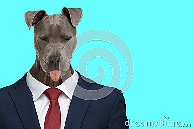 Lovely business american staffordshire terrier dog looking down and panting Stock Photo