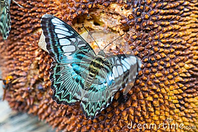 Lovely butterfly on the fruit Stock Photo