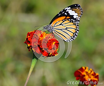 Lovely butterfly on the red flower in the naturer Stock Photo