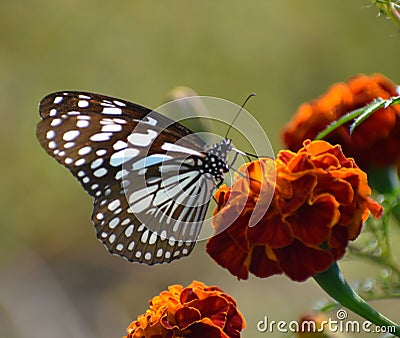 Lovely butterfly on the red flower in the naturer Stock Photo