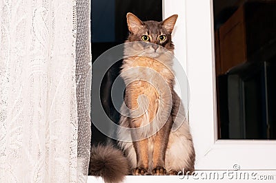 Lovely cat portrait Stock Photo