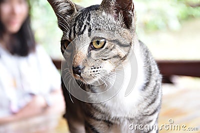 Lovely cat Stock Photo