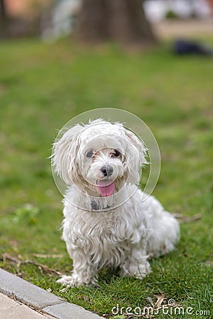 Lovely cheerful Maltese dog, pet, white puppy in garden, summertime Stock Photo