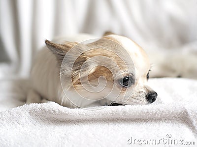 Lovely chihuahua puppy close-up Stock Photo