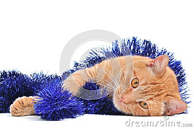 Lovely Christmas Kitten Stock Photo