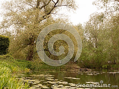 A lovely countryside park river stream scene with ducks spring l Stock Photo