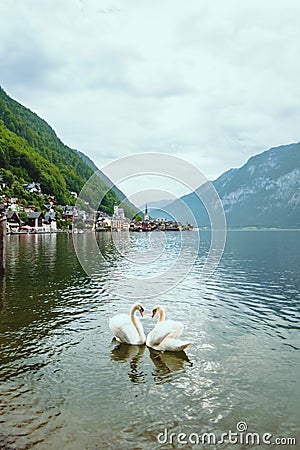 lovely couple swans at lake hallstatt city on background austria Stock Photo