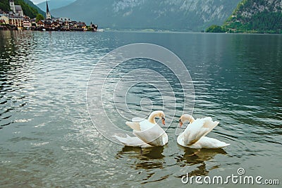 lovely couple swans at lake hallstatt city on background austria Stock Photo