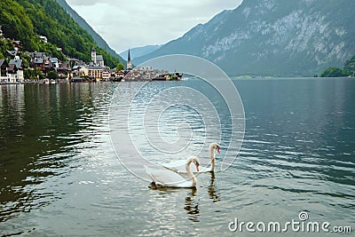 lovely couple swans at lake hallstatt city on background austria Stock Photo