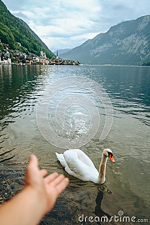 lovely couple swans at lake hallstatt city on background austria Stock Photo