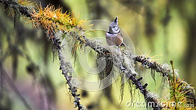 Lovely crested tit in autumn Stock Photo