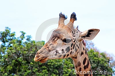 Lovely cute Giraffe Editorial Stock Photo