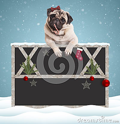 Lovely cute pug puppy dog eating candy cane and hanging with paws on blank blackboard sign with wooden frame and Christmas Stock Photo