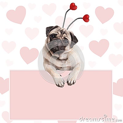 Lovely cute pug puppy dog with hearts diadem, hanging on blank pale pink promotional sign Stock Photo