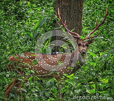 Lovely deer Stock Photo