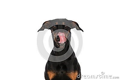 Lovely dobermann dog with tongue exposed licking nose Stock Photo
