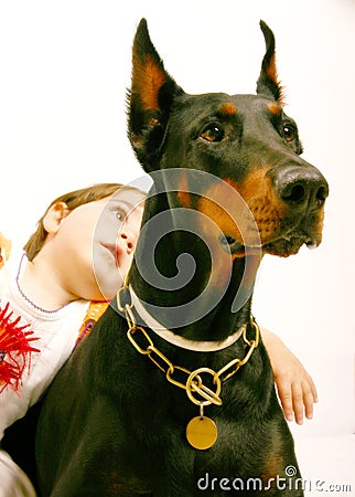 Lovely dog Stock Photo