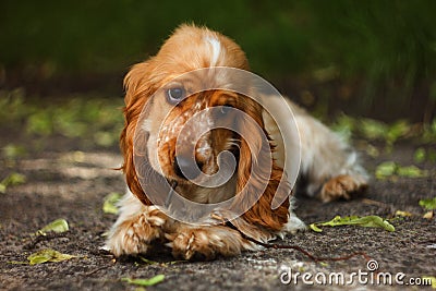 Lovely dog Stock Photo