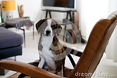 Lovely dog left alone ready for messing up Stock Photo