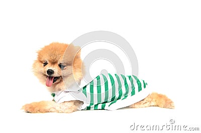 Lovely dog prostrated Stock Photo