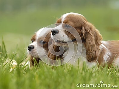 lovely dogs Stock Photo