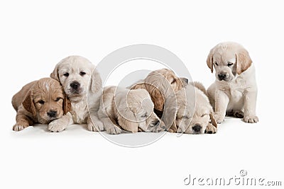 Lovely dogs Stock Photo
