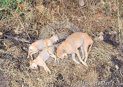 Lovely dogs sleeping on flour Stock Photo