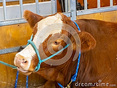lovely farm cow at Royal Sydney Easter Show. lovely colours raised for the great meat quality. Stock Photo