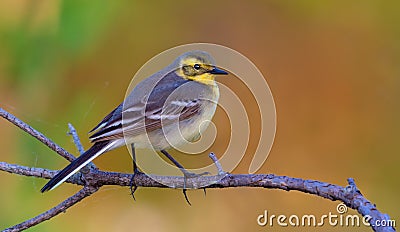 Nice Female Citrine wagtail posing on branch with nice clean background Stock Photo