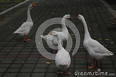 lovely flock white swan Stock Photo