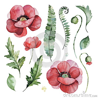 Lovely floral set with poppies flowers,branches,green,fern leaves,berries. Stock Photo