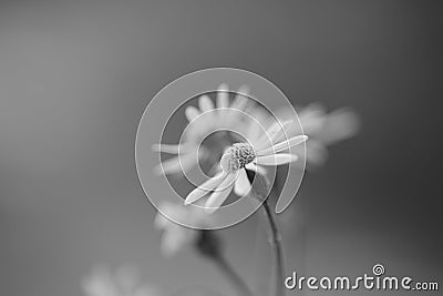 Lovely flowers in soft blurred bokeh. Macro bw photo Stock Photo