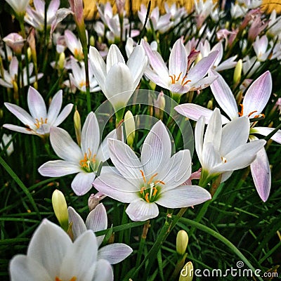 Lovely flowers in summer purple pedals Stock Photo