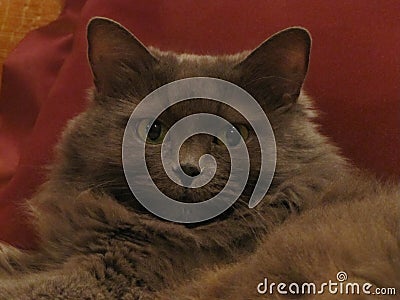 Lovely fluffy cat Stock Photo