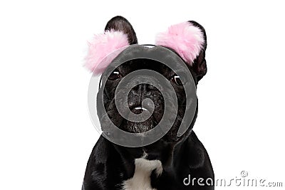 Lovely French Bulldog puppy wearing furry pink earmuffs Stock Photo