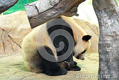 Lovely giant panda,Chinese Stock Photo