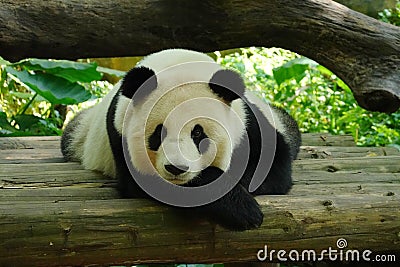 Lovely giant panda,Chinese Stock Photo
