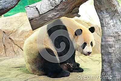 Lovely giant panda,Chinese Stock Photo