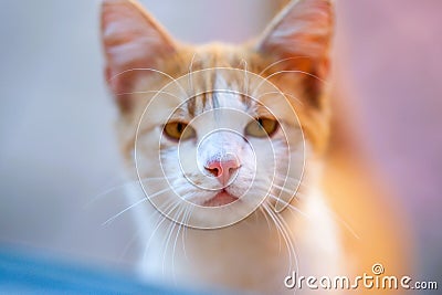 Lovely ginger cat closeup portrait with young clean face Stock Photo