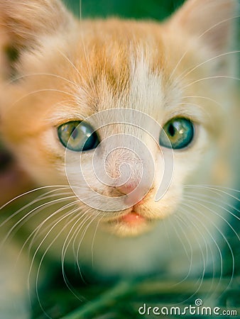 Lovely ginger white kitten with green eyes Stock Photo