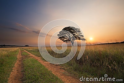 Lovely grasland sunset with dirt road past tree and bright colours clouds Stock Photo