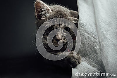 A lovely gray haired kitten that is on a black background Stock Photo