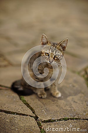 Lovely gray tabby kitten walk in a summer street Stock Photo