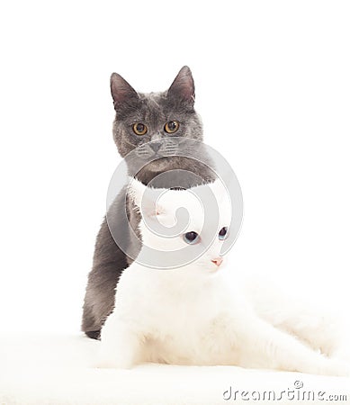 Lovely gray and white cats Stock Photo